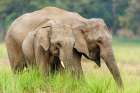 Asian Elephants-Corbett National Park-India Art Print